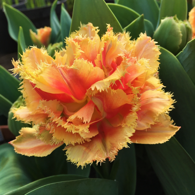 Tulip Brisbane